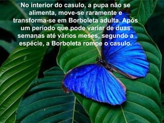 No interior do casulo, a pupa não se
alimenta, move-se raramente e
transforma-se em Borboleta adulta. Após
um período que pode variar de duas
semanas até vários meses, segundo a
espécie, a Borboleta rompe o casulo.
 