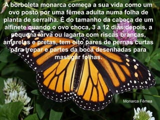 A borboleta monarca começa a sua vida como um
ovo posto por uma fêmea adulta numa folha de
planta de serralha. É do tamanho da cabeça de um
alfinete quando o ovo choca, 3 a 12 dias depois, a
pequena larva ou lagarta com riscas brancas,
amarelas e pretas, tem oito pares de pernas curtas
para trepar e partes da boca desenhadas para
mastigar folhas.
Monarca Fêmea
 