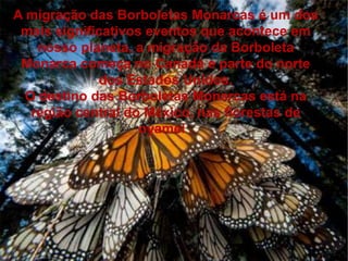 A migração das Borboletas Monarcas é um dos
mais significativos eventos que acontece em
nosso planeta, a migração da Borboleta
Monarca começa no Canadá e parte do norte
dos Estados Unidos.
O destino das Borboletas Monarcas está na
região central do México, nas florestas de
oyamel .
 