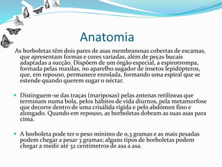 Anatomia
As borboletas têm dois pares de asas membranosas cobertas de escamas,
que apresentam formas e cores variadas, além de peças bucais
adaptadas a sucção. Dispõem de um órgão especial, a espirotrompa,
formada pelas maxilas, no aparelho sugador de insetos lepidópteros,
que, em repouso, permanece enrolada, formando uma espiral que se
estende quando querem sugar o néctar.
 Distinguem-se das traças (mariposas) pelas antenas retilíneas que
terminam numa bola, pelos hábitos de vida diurnos, pela metamorfose
que decorre dentro de uma crisálida rígida e pelo abdómen fino e
alongado. Quando em repouso, as borboletas dobram as suas asas para
cima.
 A borboleta pode ter o peso mínimo de 0,3 gramas e as mais pesadas
podem chegar a pesar 3 gramas; alguns tipos de borboletas podem
chegar a medir até 32 centímetros de asa a asa.
 