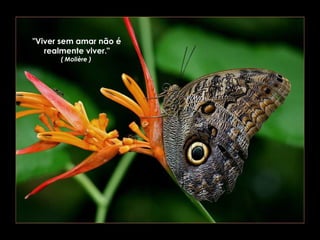 "Viver sem amar não é
realmente viver."
( Molière )

 