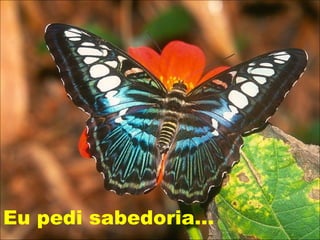 Eu pedi sabedoria... 