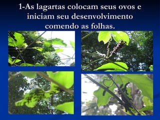 1-As lagartas colocam seus ovos e iniciam seu desenvolvimento comendo as folhas. 