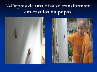 2-Depois de uns dias se transformam em casulos ou pupas. 