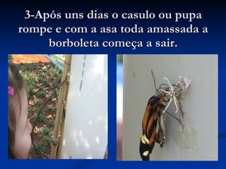 3-Após uns dias o casulo ou pupa rompe e com a asa toda amassada a borboleta começa a sair. 
