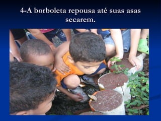 4-A borboleta repousa até suas asas secarem. 