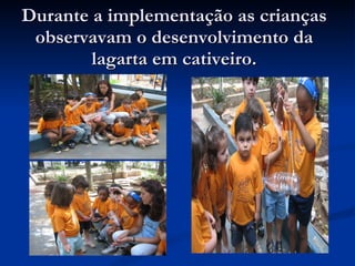 Durante a implementação as crianças observavam o desenvolvimento da lagarta em cativeiro. 