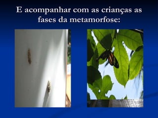 E acompanhar com as crianças as fases da metamorfose: 