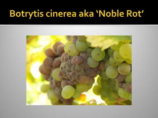 Botrytis cinerea aka ‘Noble Rot’ 