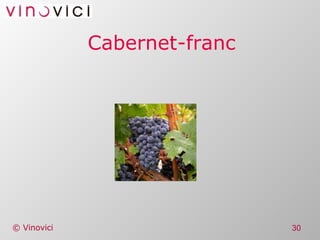 Cabernet-franc 