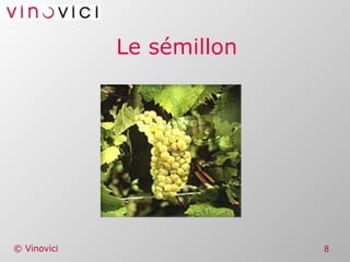 Le sémillon 