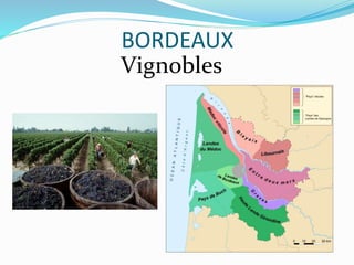 BORDEAUX
Vignobles
 