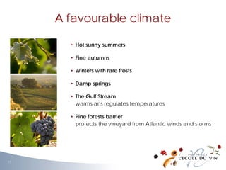 • Hot sunny summers
• Fine autumns
• Winters with rare frosts
• Damp springs
• The Gulf Stream
warms ans regulates temperatures
• Pine forests barrier
protects the vineyard from Atlantic winds and storms
A favourable climate
17
 