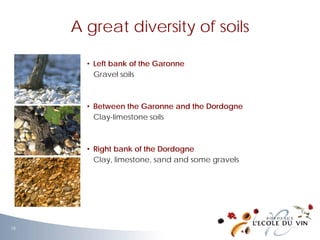 • Left bank of the Garonne
Gravel soils
• Between the Garonne and the Dordogne
Clay-limestone soils
• Right bank of the Dordogne
Clay, limestone, sand and some gravels
A great diversity of soils
18
 