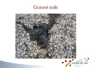 Gravel soils
19
 
