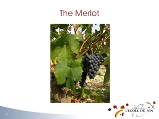 The Merlot
23
 