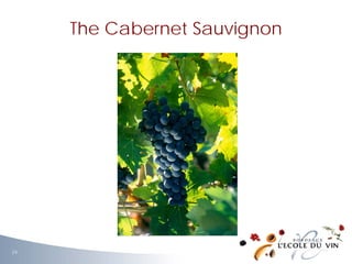 The Cabernet Sauvignon
24
 