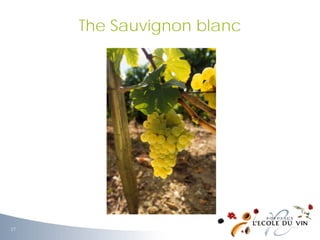 The Sauvignon blanc
27
 