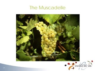 The Muscadelle
29
 