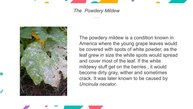 Bordeaux Mixture.pptx | Gardening | Home & Garden
