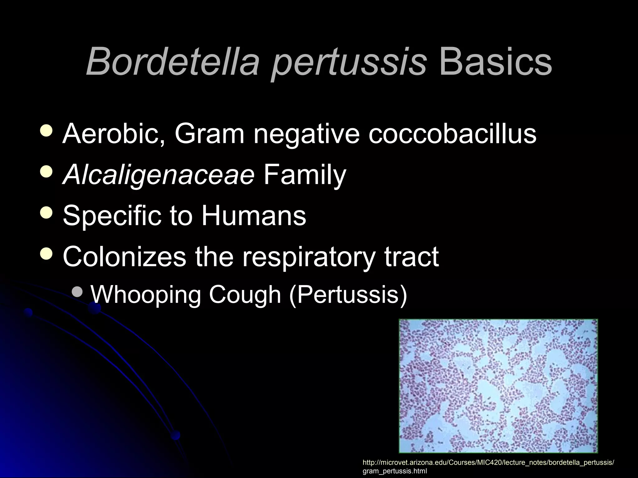 Bordetella pertussis Basics
 Aerobic,  Gram negative coccobacillus
 Alcaligenaceae Family
 Specific to Humans
 Colonizes the respiratory tract
   Whooping   Cough (Pertussis)




                            http://microvet.arizona.edu/Courses/MIC420/lecture_notes/bordetella_pertussis/
                            gram_pertussis.html
 