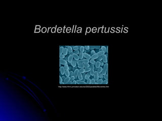 Bordetella pertussis




     http://www.hhmi.princeton.edu/sw/2002/psidelsk/Microlinks.htm
 