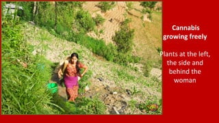 Cannabis
growing freely
Plants at the left,
the side and
behind the
woman
 