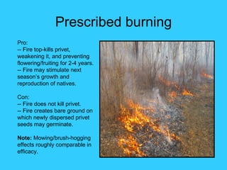 Prescribed burning
Pro:
-- Fire top-kills privet,
weakening it, and preventing
flowering/fruiting for 2-4 years.
-- Fire may stimulate next
season’s growth and
reproduction of natives.

Con:
-- Fire does not kill privet.
-- Fire creates bare ground on
which newly dispersed privet
seeds may germinate.

Note: Mowing/brush-hogging
effects roughly comparable in
efficacy.
 