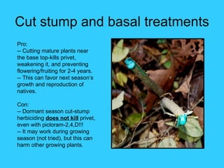 Cut stump and basal treatments
Pro:
-- Cutting mature plants near
the base top-kills privet,
weakening it, and preventing
flowering/fruiting for 2-4 years.
-- This can favor next season’s
growth and reproduction of
natives.

Con:
-- Dormant season cut-stump
herbiciding does not kill privet,
even with picloram-2,4,D!!!
-- It may work during growing
season (not tried), but this can
harm other growing plants.
 