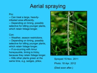 Aerial spraying
Pro:
-- Can treat a large, heavily-
infested area efficiently.
-- Depending on timing, possibly
selective for killing younger plants,
which retain foliage longer.

Con:
-- Weather, season restrictions.
-- Depending on timing, possibly
selective for killing younger plants,
which retain foliage longer.
-- If co-ocurring with Amur
honeysuckle, timing is tricky,
because they retain foliage longer.
-- Kills other plants green at the      Sprayed 15 Nov. 2011
same time, e.g. sedges, phlox.
                                        Photo: 18 Apr. 2012
                                        (Died soon after.)
 