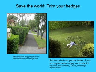 Save the world: Trim your hedges




http://annkschin.blogspot.com/2011/1
2/save-world-trim-your-hedges.html
                                       But the privet can get the better of you,
                                       so maybe better simply not to plant it.
                                       http://www.ehow.com/facts_7726376_privet-hedge-
                                       reproduce.html
 