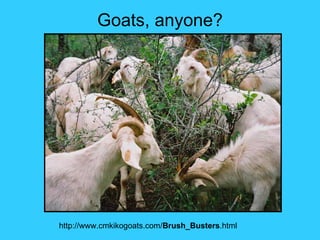 Goats, anyone?




http://www.cmkikogoats.com/Brush_Busters.html
 