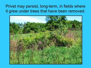 Privet may persist, long-term, in fields where
it grew under trees that have been removed.
 