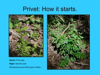 Privet: How it starts.




Above: First year
Right: Second year
(Flowering occurs third year or later.)
 