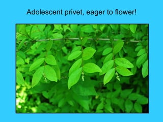 Adolescent privet, eager to flower!
 