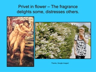 Privet in flower – The fragrance
delights some, distresses others.




                  Thanks, Google images!
 