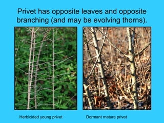 Privet has opposite leaves and opposite
branching (and may be evolving thorns).




Herbicided young privet   Dormant mature privet
 