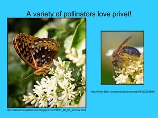 A variety of pollinators love privet!




                                                                  http://www.flickr.com/photos/bienenwabe/4352223984/




http://asuburbanwilderness.blogspot.com/2011_06_01_archive.html
 