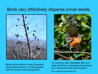 Birds very effectively disperse privet seeds.




                                           An American robin repeatedly flies up to
Border privet berries in early December,   grab mouthfuls of Japanese privet berries,
Shaw Nature Reserve. Fruiting twiglets     as in this picture from North Carolina
later fall to leave thorn-like growths.
                                           http://charlestonscphotoblog.com/
 