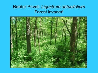 Border Privet- Ligustrum obtusifolium
           Forest invader!
 