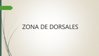 ZONA DE DORSALES
 