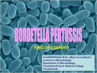 BORDETELLA (WHOOPING COUGH) BORDETELLA PERTUSSIS KING OF COUGH!!!  G.HARIPRASAD M.Sc.,(Med micro),M.phil., Lecturer in Microbiology  Department of Microbiology  Thoothukudi Govt. Medical College  Thoothukudi 