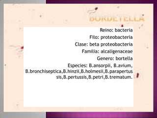 Reino: bacteria
Filo: proteobacteria
Clase: beta proteobacteria
Familia: alcaligenaceae
Genero: bortella
Especies: B.ansorpii, B.avium,
B.bronchiseptica,B.hinzii,B.holmesii,B.parapertus
sis,B.pertussis,B.petri,B.trematum.

 