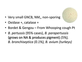 • Very small GNCB, NM,, non-sporing
• Oxidase +, catalase +
• Bordet & Gengou – From Whooping cough Pt
• B. pertussis (95% cases), B. parapertussis
(grows on NA & produces pigment) (5%),
B. bronchiseptica (0.1%), B. avium (turkeys)
 