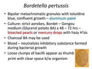 Bordetella pertussis
• Bipolar metachromatic granules with toluidine
blue, confluent growth – aluminum paint
• Culture: strict aerobes, Bordet – Gengou
medium (Glycerol potato BA) x 48 – 72 hrs –
bisected pearls or mercury drops with hazy H’sis
• Charcoal BA may be used
• Blood – neutralizes inhibitory substance formed
during bacterial growth
• Loose clumps of bacilli appear as thumb
print with clear space b/w organism
 