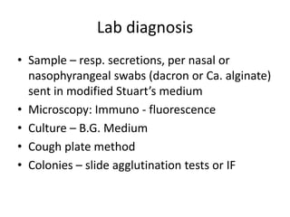 Lab diagnosis
• Sample – resp. secretions, per nasal or
nasophyrangeal swabs (dacron or Ca. alginate)
sent in modified Stuart’s medium
• Microscopy: Immuno - fluorescence
• Culture – B.G. Medium
• Cough plate method
• Colonies – slide agglutination tests or IF
 
