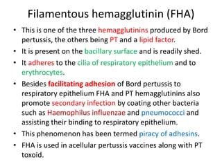 Filamentous hemagglutinin (FHA)
• This is one of the three hemagglutinins produced by Bord
pertussis, the others being PT and a lipid factor.
• It is present on the bacillary surface and is readily shed.
• It adheres to the cilia of respiratory epithelium and to
erythrocytes.
• Besides facilitating adhesion of Bord pertussis to
respiratory epithelium FHA and PT hemagglutinins also
promote secondary infection by coating other bacteria
such as Haemophilus influenzae and pneumococci and
assisting their binding to respiratory epithelium.
• This phenomenon has been termed piracy of adhesins.
• FHA is used in acellular pertussis vaccines along with PT
toxoid.
 