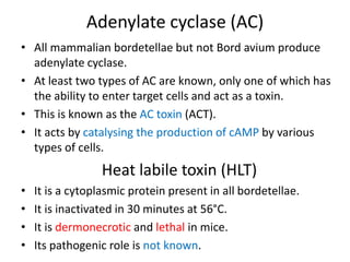 Adenylate cyclase (AC)
• All mammalian bordetellae but not Bord avium produce
adenylate cyclase.
• At least two types of AC are known, only one of which has
the ability to enter target cells and act as a toxin.
• This is known as the AC toxin (ACT).
• It acts by catalysing the production of cAMP by various
types of cells.
Heat labile toxin (HLT)
• It is a cytoplasmic protein present in all bordetellae.
• It is inactivated in 30 minutes at 56°C.
• It is dermonecrotic and lethal in mice.
• Its pathogenic role is not known.
 