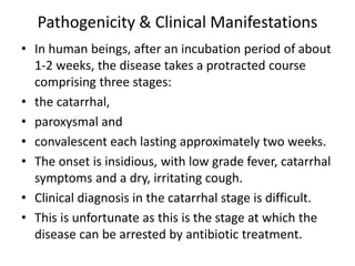 Pathogenicity & Clinical Manifestations
• In human beings, after an incubation period of about
1-2 weeks, the disease takes a protracted course
comprising three stages:
• the catarrhal,
• paroxysmal and
• convalescent each lasting approximately two weeks.
• The onset is insidious, with low grade fever, catarrhal
symptoms and a dry, irritating cough.
• Clinical diagnosis in the catarrhal stage is difficult.
• This is unfortunate as this is the stage at which the
disease can be arrested by antibiotic treatment.
 