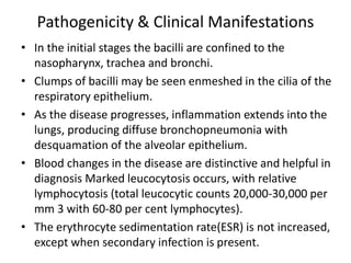 Pathogenicity & Clinical Manifestations
• In the initial stages the bacilli are confined to the
nasopharynx, trachea and bronchi.
• Clumps of bacilli may be seen enmeshed in the cilia of the
respiratory epithelium.
• As the disease progresses, inflammation extends into the
lungs, producing diffuse bronchopneumonia with
desquamation of the alveolar epithelium.
• Blood changes in the disease are distinctive and helpful in
diagnosis Marked leucocytosis occurs, with relative
lymphocytosis (total leucocytic counts 20,000-30,000 per
mm 3 with 60-80 per cent lymphocytes).
• The erythrocyte sedimentation rate(ESR) is not increased,
except when secondary infection is present.
 